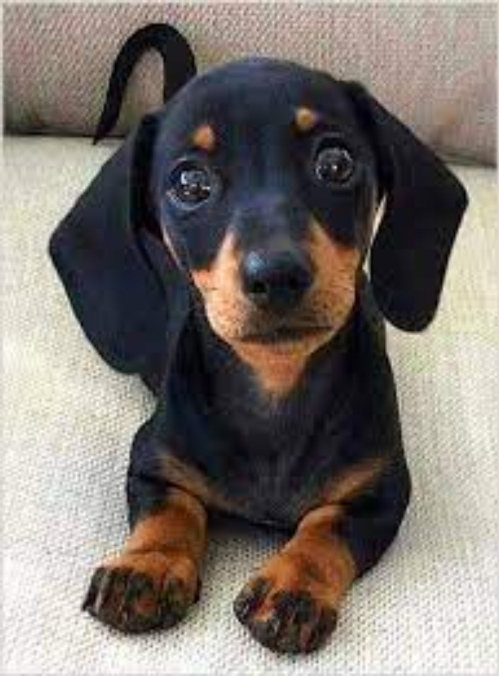 Pin on Cute Dachshunds