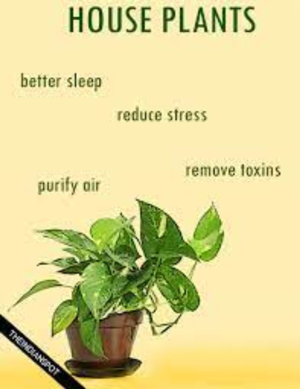 AMAZING HEALTH BENEFITS OF HOUSE PLANTS