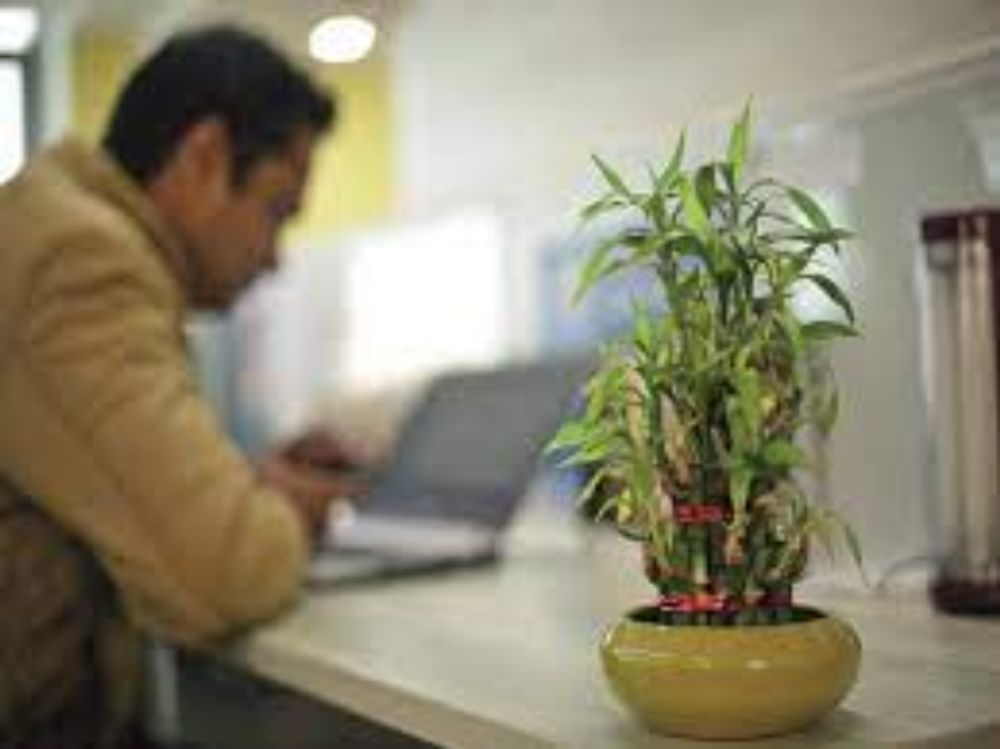 Stress buster to mood enhancer: how indoor plants work wonders in offices |  Kolkata News - Times of India