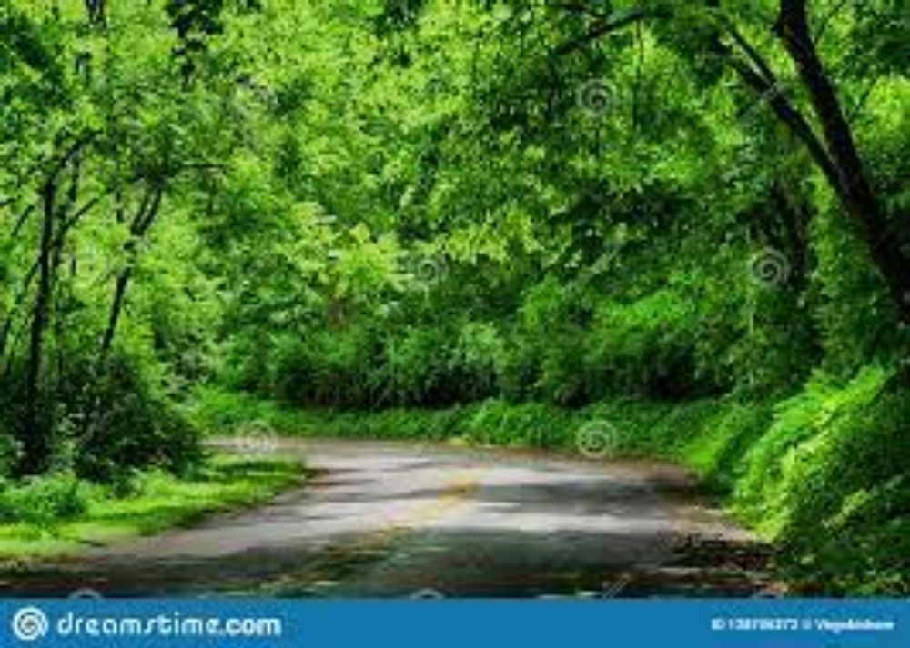 Rainforests are Forests Characterized by High Rainfall Stock Photo - Image  of forests, annual: 138706272