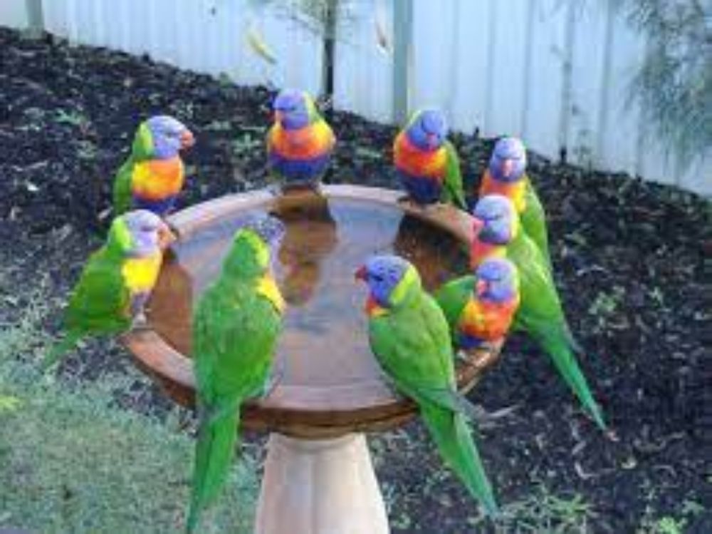 A group of parrots is called a pandemonium : r/parrots