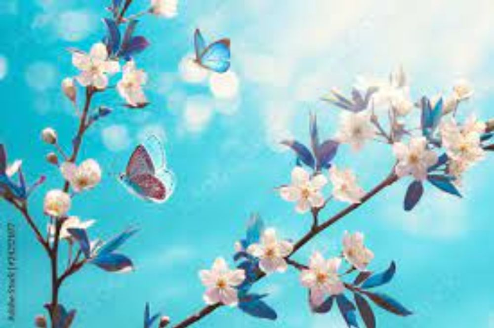 Beautiful branch of blossoming cherry and blue butterfly in spring at  Sunrise morning on blue background, macro. Amazing elegant artistic image  nature in spring, sakura flower and butterfly. Stock Photo | Adobe