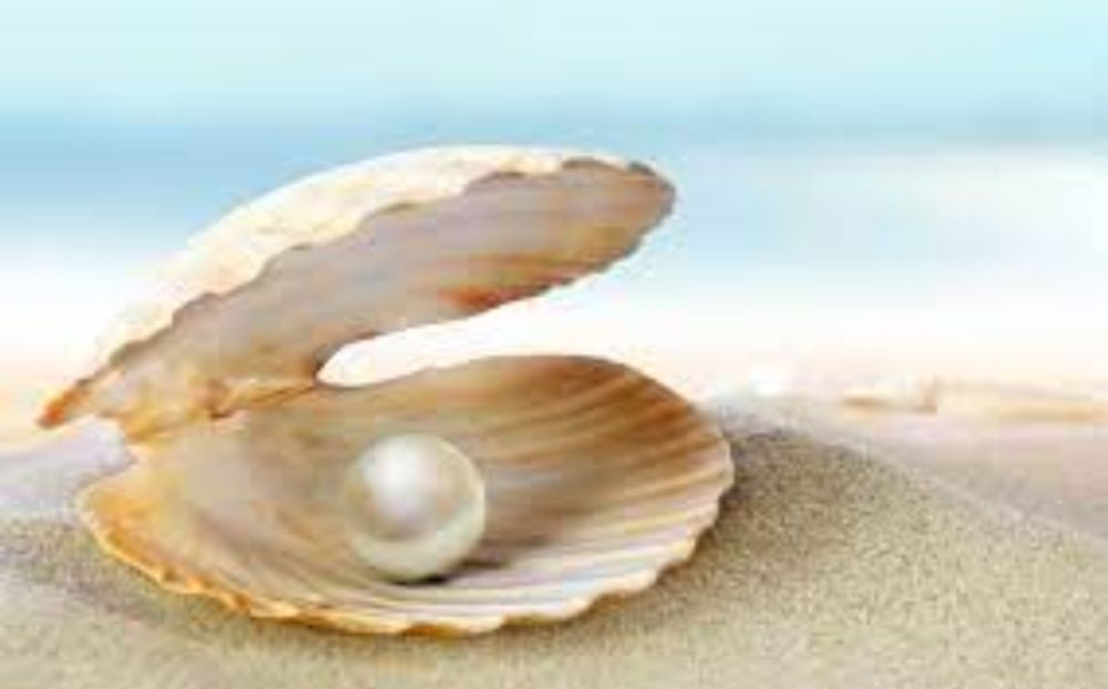 💎 Pearl Cultivation from Marine Water