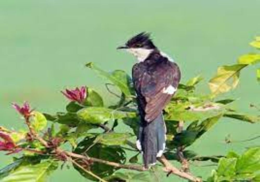 Pied Cuckoo