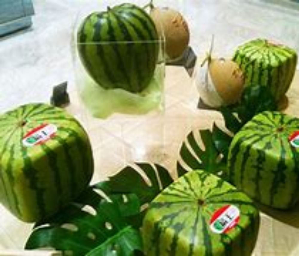 Image result for square watermelon