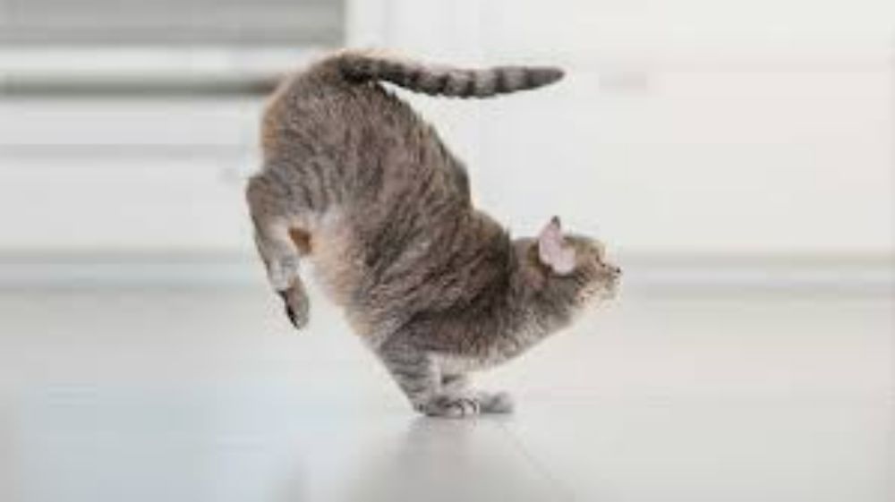 Do cats always land on their feet? - Catit