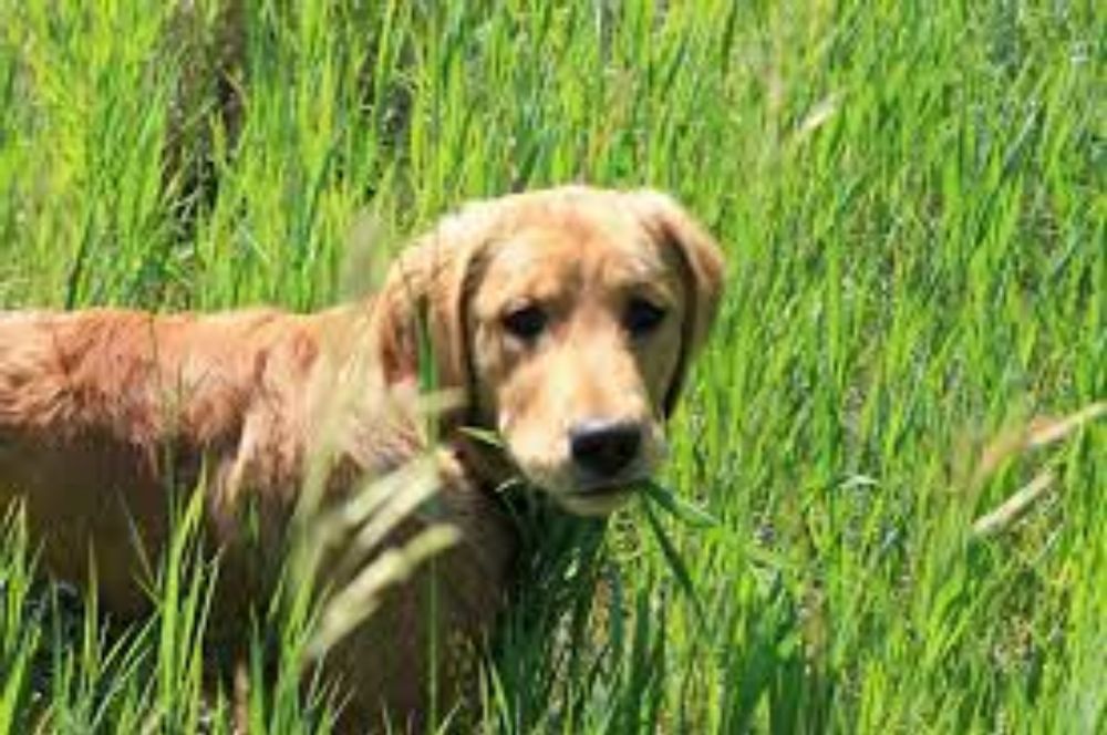 Why Do Dogs Eat Grass? Is It Harmful? | Oakhurst Veterinary Hospital