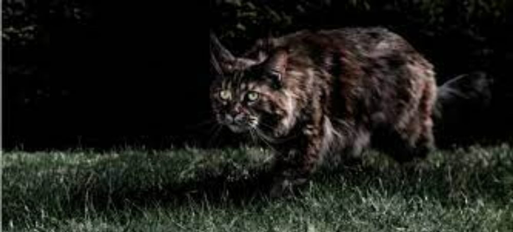 Are Cats Nocturnal? - PetPlace